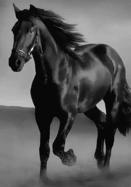 Black Stallion - Wall Decor