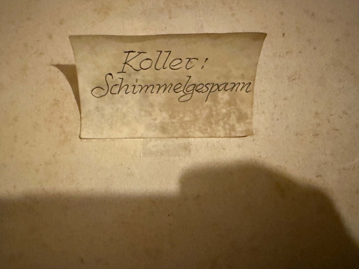 Rudolf Koller Schimmelgespann, Druckrarität von J.E. Wolfensberger